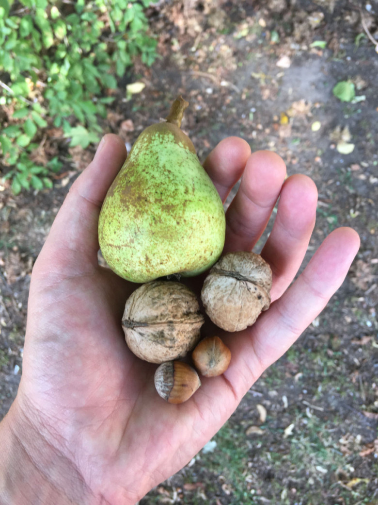 Eine Birne und Nüsse aus dem Bürgergarten Westerfilde