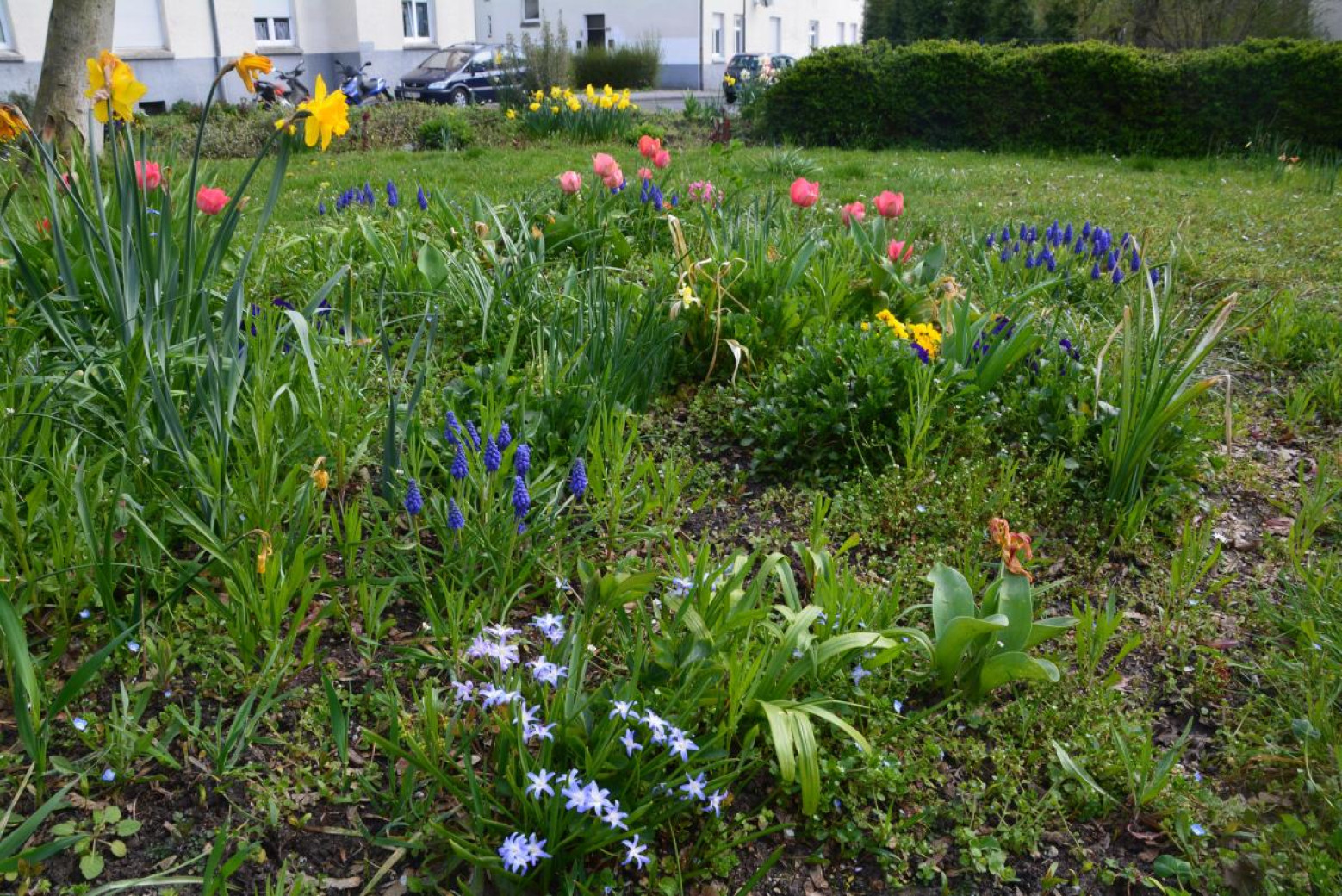 Blume im Bürgergarten Westerfilde