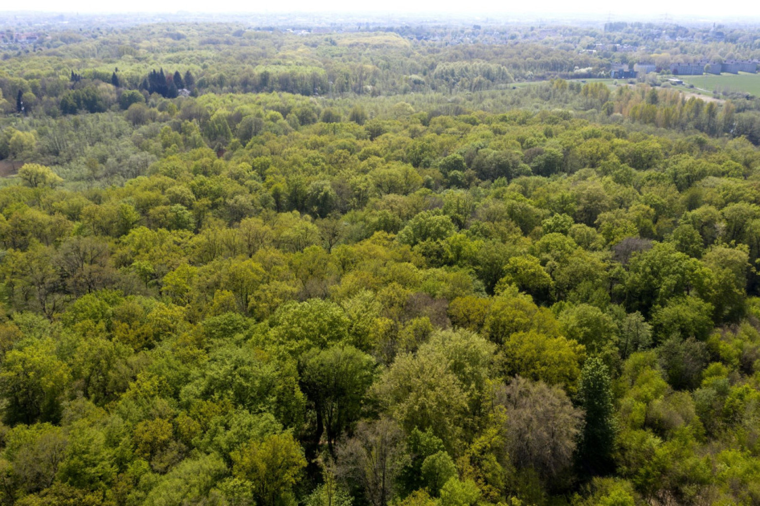 Luftbild Rahmer Wald
