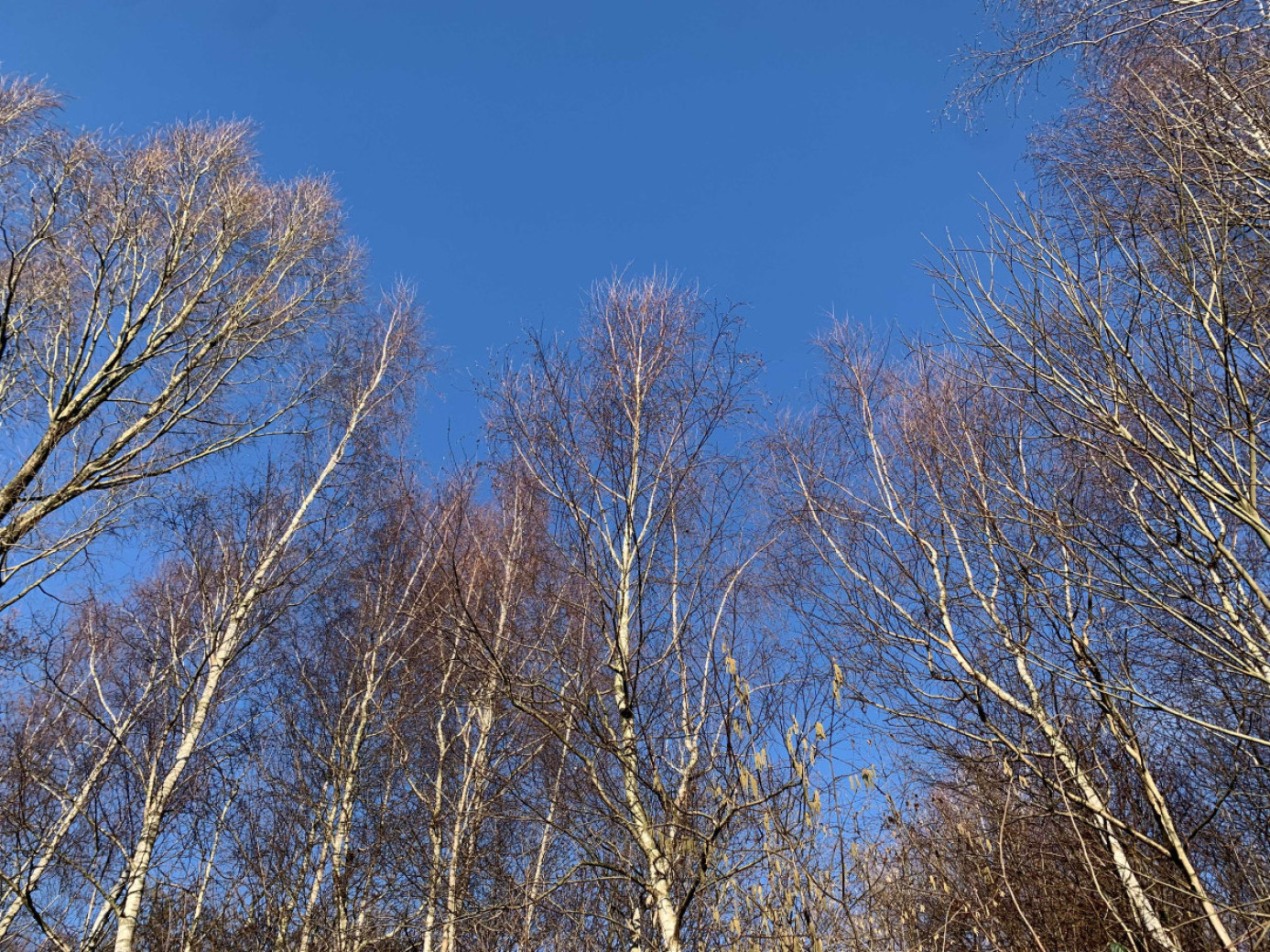 Birken und blauer Himmel im Rahmer Wald in Dortmund Westerfilde & Bodelschwingh
